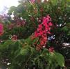 Mezi dráhami 6 a 7 krásně vykvetly červené jírovce pleťové (Aesculus carnea Briotii), strom, který byl ve Francii vyšlechtěn okolo roku 1858 a jehož výhodou oproti klasickému jírovci je, že ho