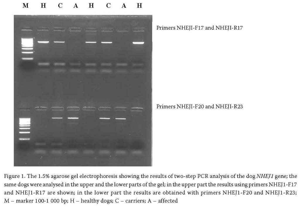 Gen NHEJ1 psa (nonhomologous end-joining factor 1) Mutace v tomto genu způsobuje chorobu anomálie oka kolií (Collie eye anomaly; CEA).