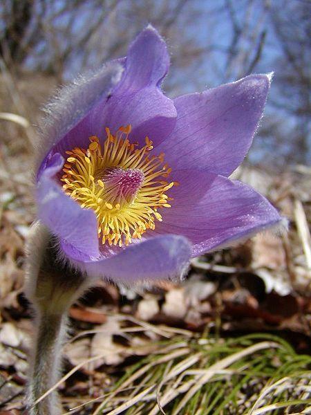 Koniklec velkokvětý (Pulsatilla