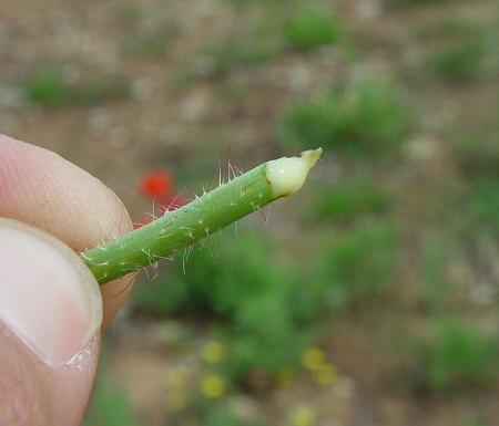 Papaveraceae - mákovité zpravidla byliny listy dělené