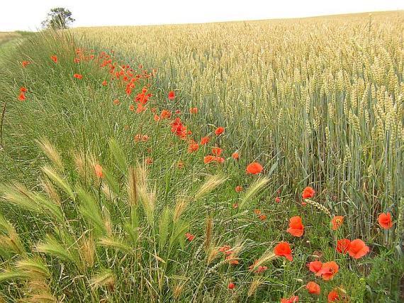 Papaveraceae Papaveroideae Mák vlčí (Papaver rhoeas) - náš nejhojnější planý druh máku -