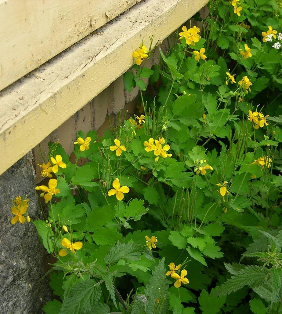 Papaveraceae Papaveroideae