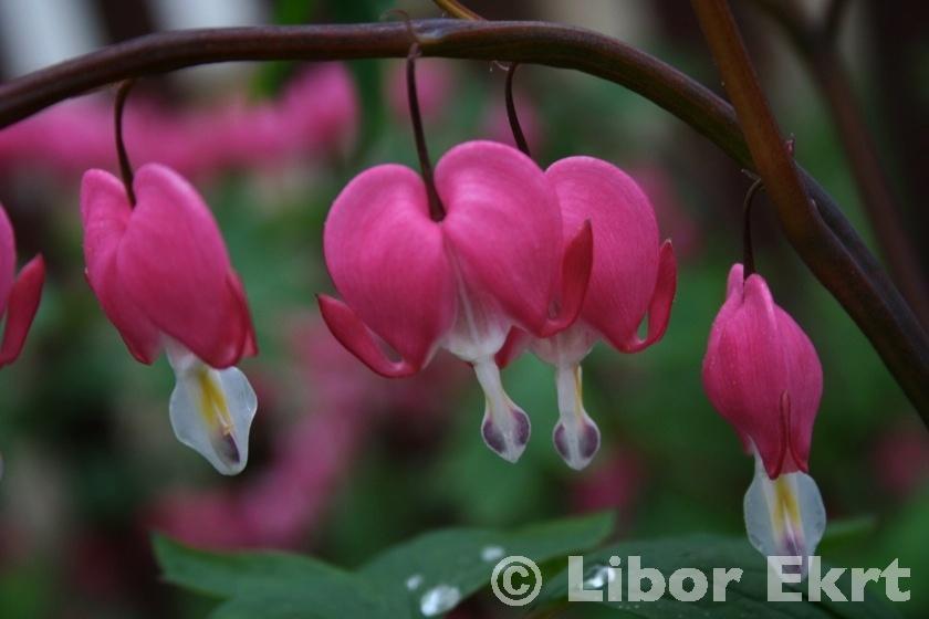 Papaveraceae Fumarioideae Jako okrasné se pěstují