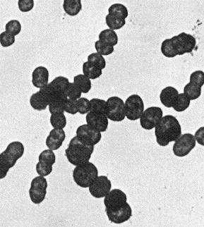 Streptococcus salivarius Vytváří typické velké (2-5 mm) světlomodré kolonie. V plaku se ho nachází méně než 1 %. Jeho obsah se zvyšuje častou konzumací sacharózy.