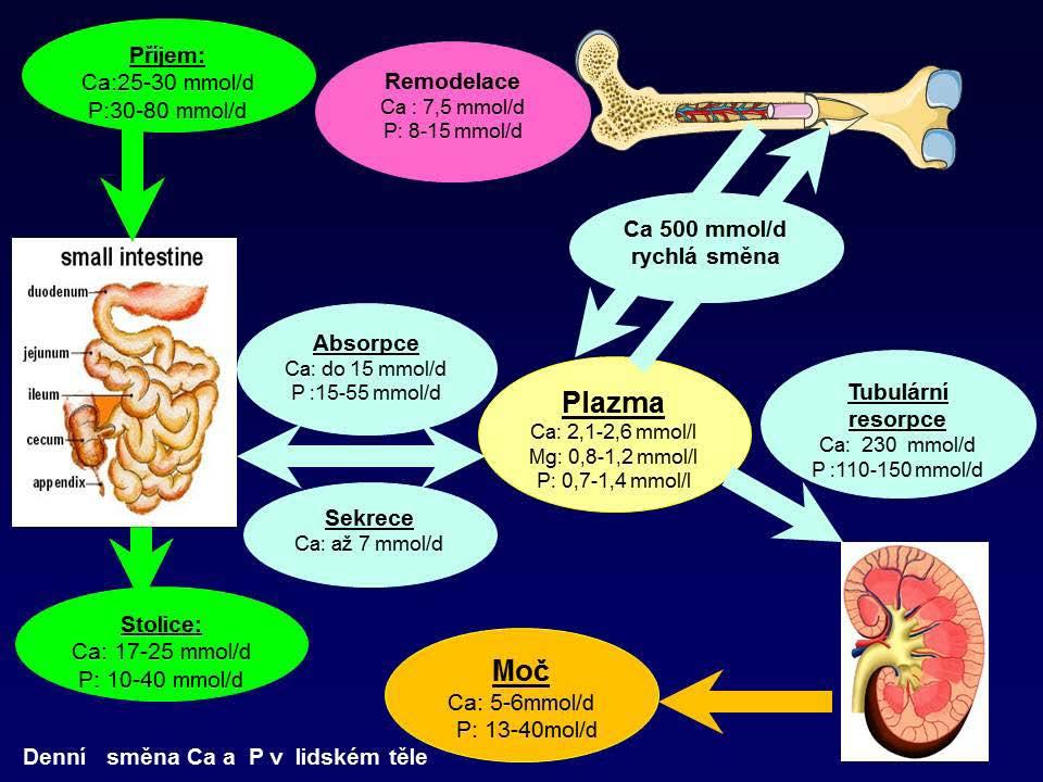 Metabolizmus kalcia, fosforu a magnézia - příprava KAPITOLA 08 Obrázek 8p.