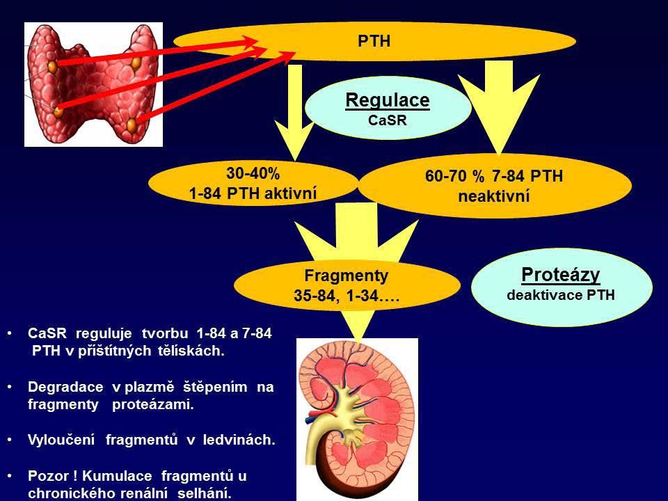 Metabolizmus kalcia, fosforu a magnézia - příprava % celkově uvolněného PTH do cirkulace.