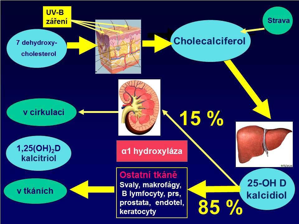Metabolizmus kalcia, fosforu a magnézia - příprava KAPITOLA 08 Obrázek 8p.
