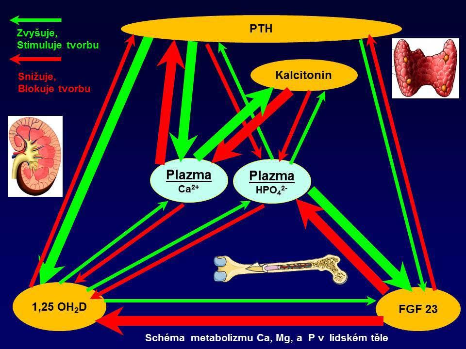 Metabolizmus kalcia, fosforu a magnézia - příprava Dlouhodobý deficit kalcia ve stravě kompenzuje organizmus zvýšenou sekrecí PTH.