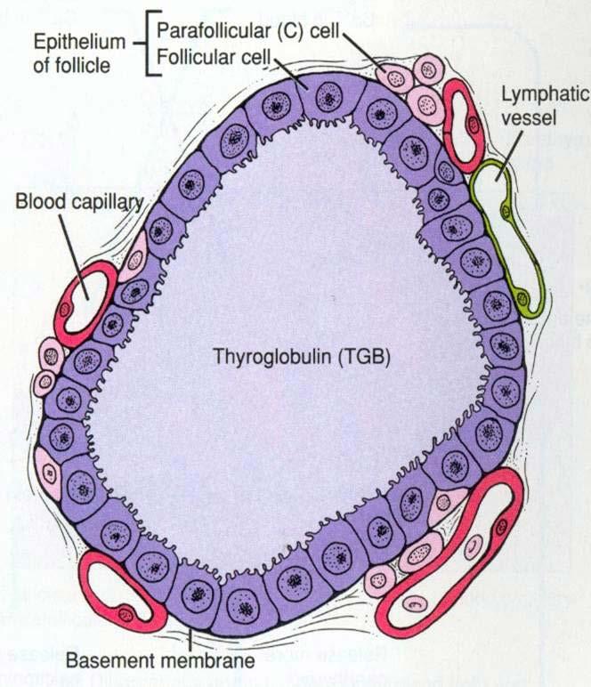 embryogeneze. (obrázek 11p.2 a 11p.