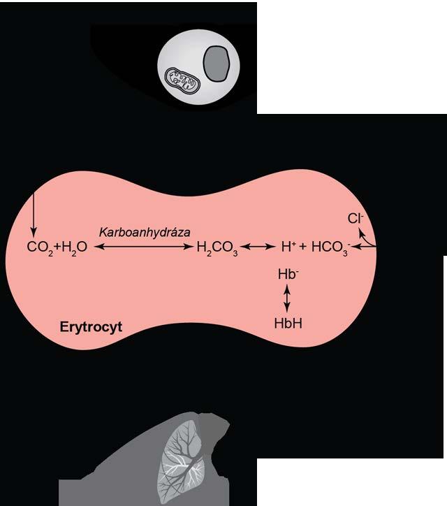 Acidobazická rovnováha a oxygenace tkání: úvod do problému KAPITOLA 14 Obrázek 14p.3 Hemoglobinový pufr. Nejdůležitější pufry v moči jsou fosfátový a amoniak (viz Obrázek 4).