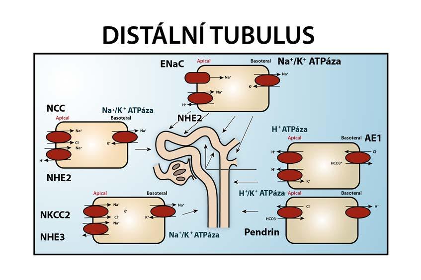 Acidobazická rovnováha a oxygenace tkání: úvod do problému NKCC2 - Na+, K+, 2 Cl- kotransporter (blokován furosemidem) NHE3 - Na + /H + výměník 3 Na + /K + ATPáza v distálním stočeném tubulu NHE2 NCC