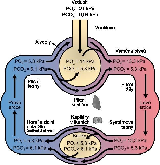 Acidobazická rovnováha a oxygenace tkání: úvod do problému Obrázek 14p.6. Úloha ventilace a výměny plynů při udržení žádoucích parciálních tlaků plynů v krvi (modifikováno dle Lit. 1, str. 44, Fig.