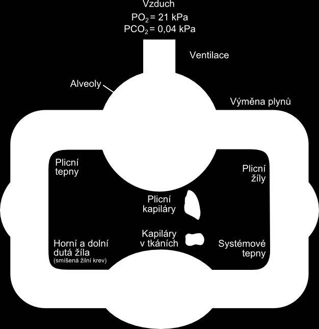 V krvi je transportován vázaný na hemoglobin, jen asi 2% kyslíku jsou rozpuštěná v plazmě. Transport kyslíku může být narušen dvěma základními způsoby: 1.