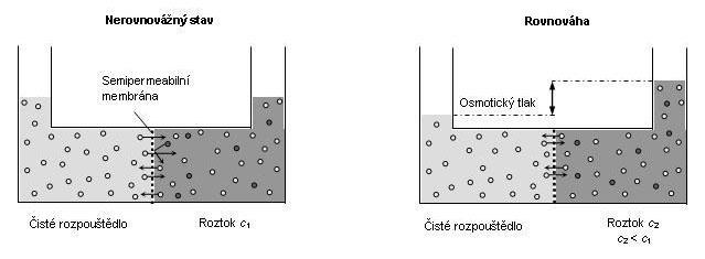 Význam stanovení osmolality, metabolismus vody - příprava v příjmu vody. Osmotický tlak je vlastností každého roztoku.