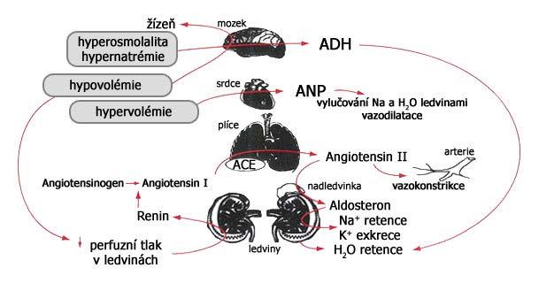 Význam stanovení osmolality, metabolismus vody objem aktivuje pochody, které zvýší obsah osmoticky aktivních látek následovaný vstupem vody do buňky a úpravou buněčného objemu.