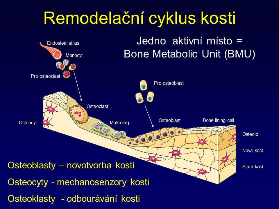 Kostní metabolizmus - příprava osteoklastů Kostní remodelace Kostní remodelace je kontinuální proces aktivace kostní resorpce a novotvorby, na kterém se podílejí všechny tři kostní buňky.