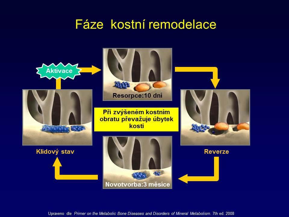 Kostní metabolizmus - příprava C. Fáze kostní novotvorby.