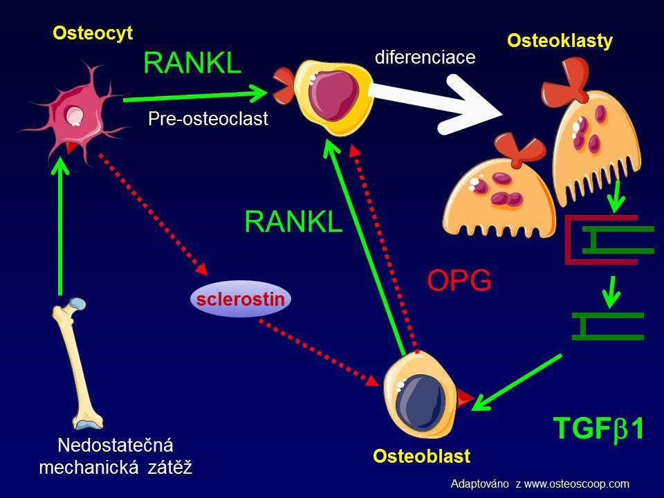 Kostní metabolizmus - příprava lačního procesu KAPITOLA 25 Osteoblasty a osteoklasty jsou pak klíčovými hráči v kostní remodelaci. Výsledek remodelace závisí na koordinaci jejich vzájemné činnosti.