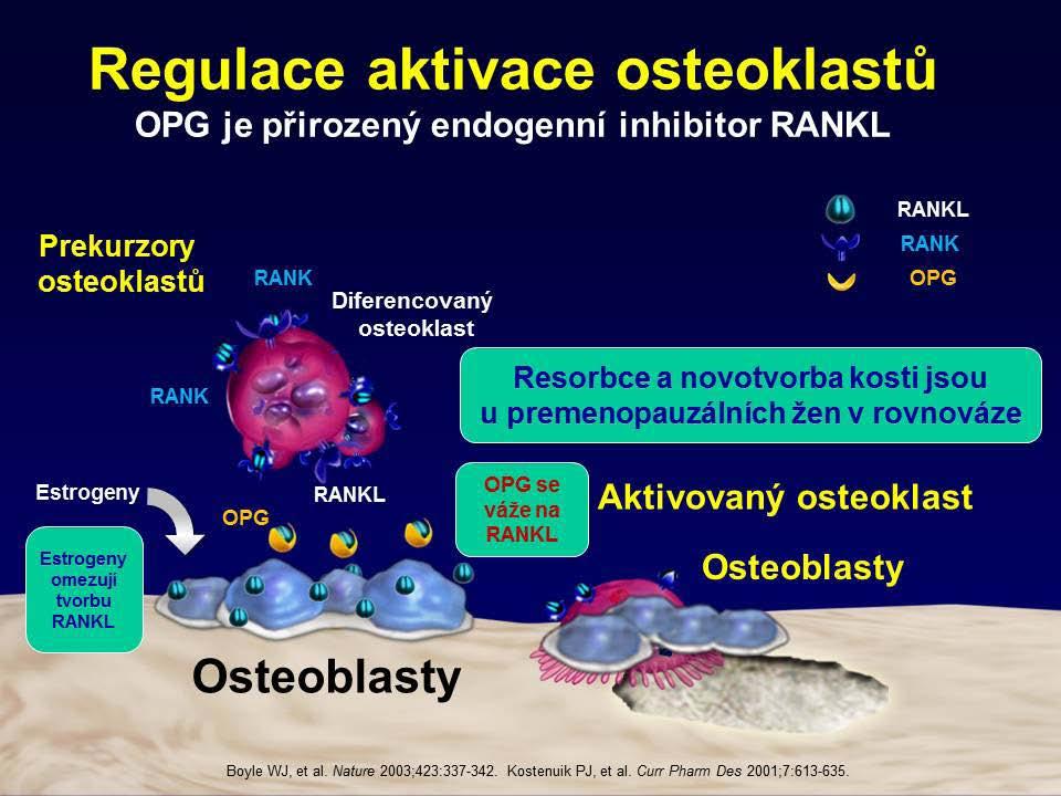 Kostní metabolizmus - příprava KAPITOLA 25 RANKL a OPG jsou kromě osteoblastů produkovány i buňkami imunitního systému, což potvrzuje propojení mezi kostní remodelací a aktivitou imunitního systému.