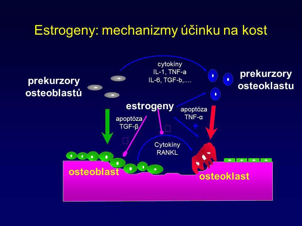 Kostní metabolizmus - příprava KAPITOLA 25 Androgeny působí především na kostní mineralizaci a podporují periostální kostní apozici.
