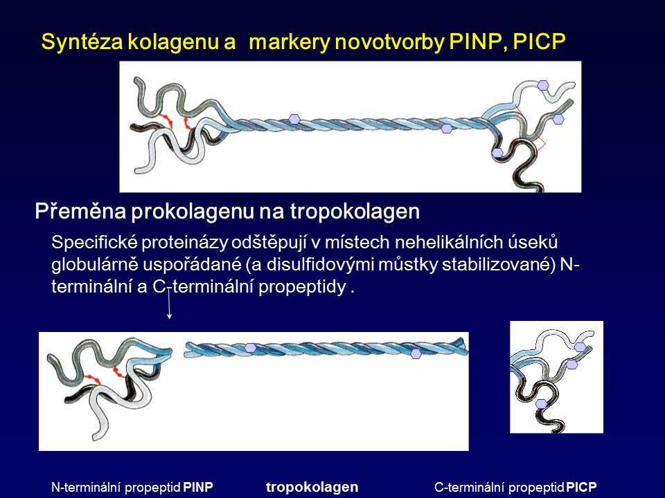 Kostní metabolizmus Kostní isoenzym alkalické fosfatázy (bone ALP, Osteáza) Alkalickou fosfatázu tvoří 4 isoenzymy: placentární, karcinoplacentární, střevní a skupina jaterní/renální/kostní.
