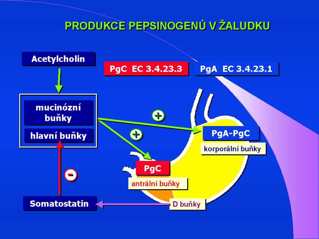 Laboratorní diagnostika v gastroenterologii prokazujeme u nemocných s achlorhydrií např. u perniciózní anémie.