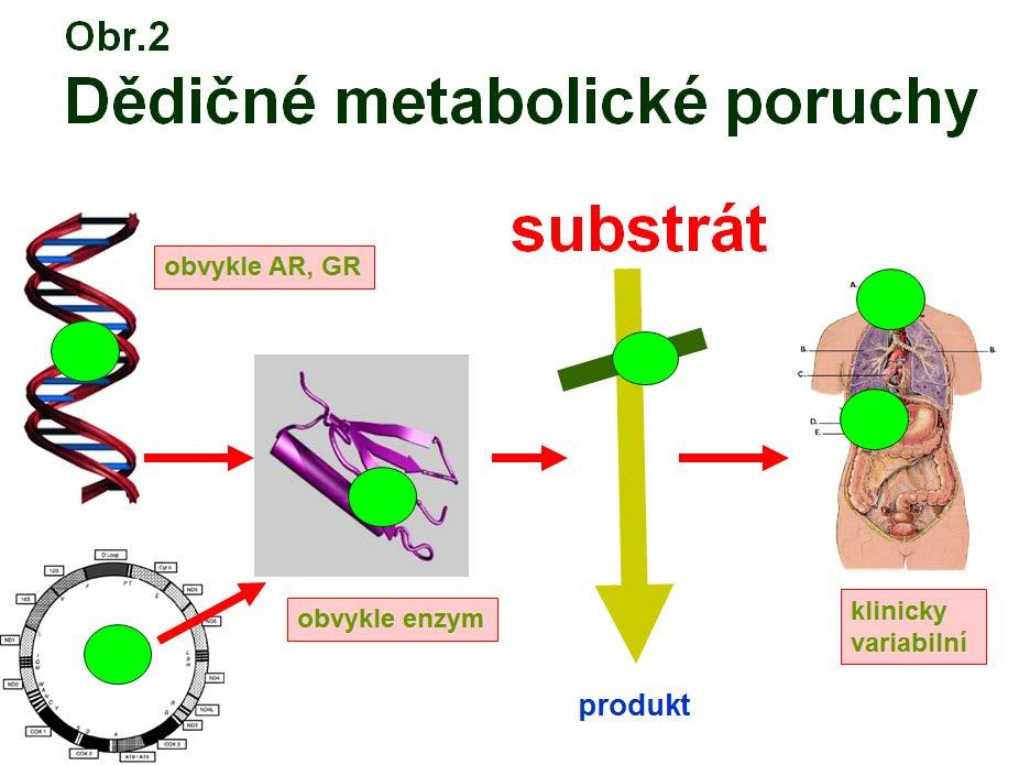 Dědičné poruchy metabolismu- laboratorní diagnostika KAPITOLA 32 Akumulace substrátů a chybění produktů Snížená až nulová aktivita některého z enzymů vede k metabolickému bloku s hromaděním