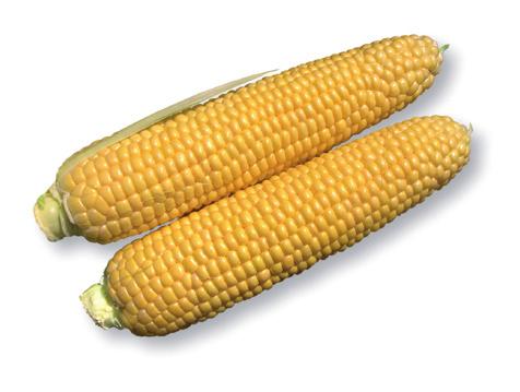 Sklizňový kalendář (řazeno podle vegetační doby) Odrůda Vegetační doba (dny) ČERVEN ČERVENEC SRPEN ZÁŘÍ Říjen Signet 72 Challenger 78 Passion 79 Doporučená sklizeň s nakrytím Doporučená sklizeň bez