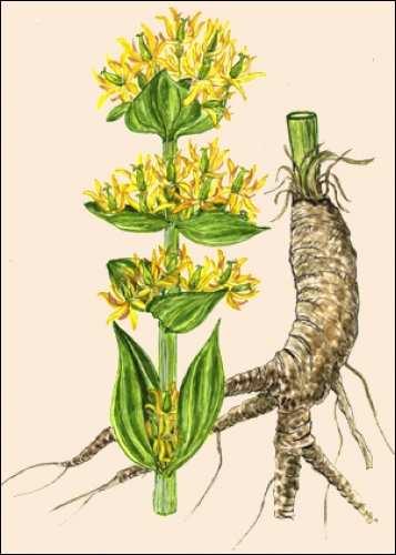 2.2 Ostatní studované přírodní látky 2.2.1 Hořec žlutý (Gentiana lutea L.