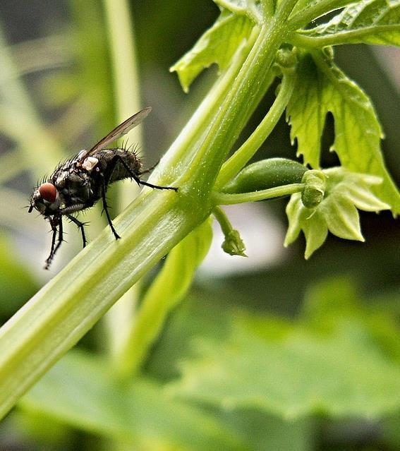 2 Potrava rostlin Nejčastěji se většina masožravých rostlin specializuje na různé zástupce říše hmyzů, hlavně na ty drobné.