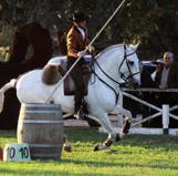 Working equitation je uznávanou v mnoha evropských a jihoamerických zemích a rychle se rozšiřuje jak do Evropy, tak i severní části Ameriky.