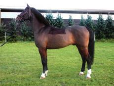 půjčovna kol a sportovních potřeb dětské hřiště www.equus-kinsky.