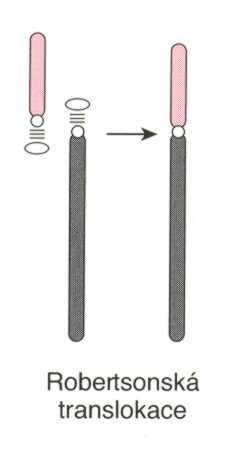 strukturní přestavby translokace translokace nejčastější ze strukturních aberací (výskyt možný u všech chromosomů), předpokladem je