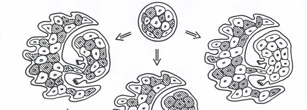 MOZAICISMUS prenatální diagnostika CVS diskrepance v karyotypu embrya a extraembryonální tkáně