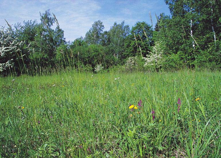 Bromion erecti Poa pratensis s. lat.