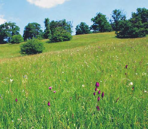 i druhy suchých trávníků na hlubších půdách (např. Dianthus carthusianorum a Prunella grandiflora). Mechové patro má spíše menší pokryvnost a tvoří je převážně mezofilní pleurokarpní mechy. Obr. 244.