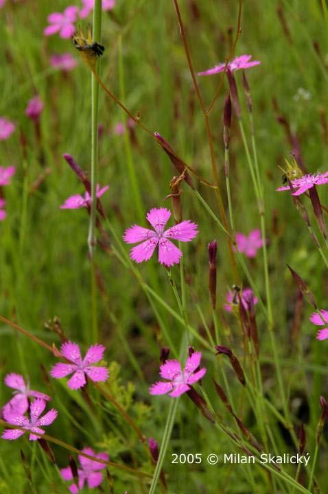 Dianthus