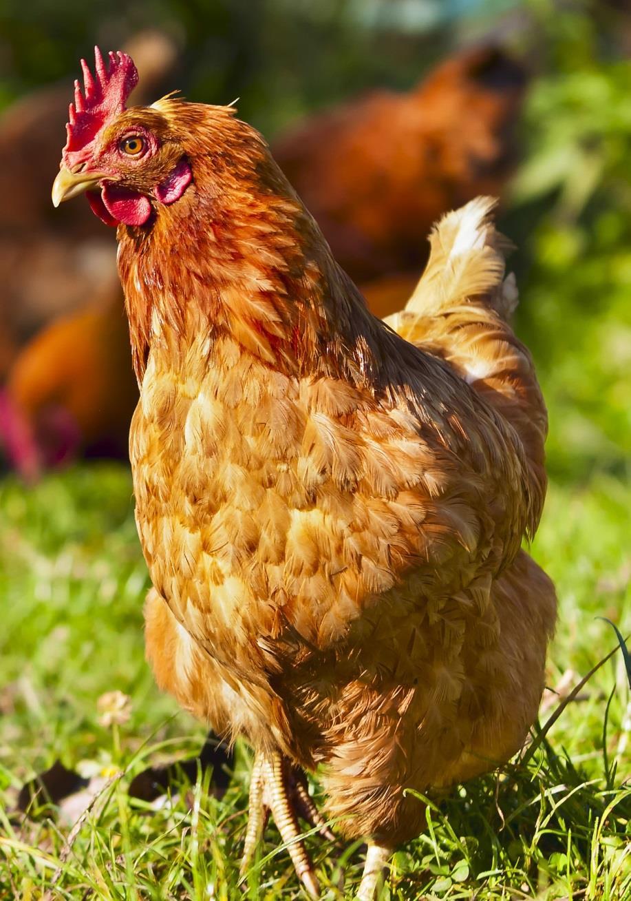ROZŠÍŘENÍ PŮSOBNOSTI, KONTROLNÍ SYSTÉM Značně rozšířena působnost o další produkty, včetně těch nezemědělského původu i nesouvisející s