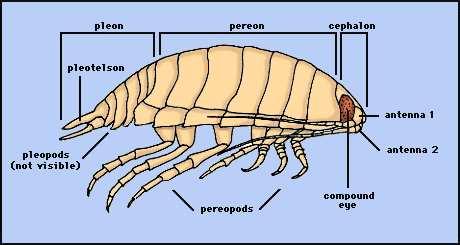 Isopoda celosvětově 4500 mořských druhů 500 sladkovodních 500 terestrických Tělo rozděleno do 3 částí hlava (= cephalon), hruď, a zadeček (= pleon).