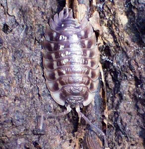 Ligidium