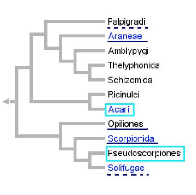 Arachnida Pavoukovci Tělo rozděleno do dvou hlavních oddílů prosoma and the opisthosoma. Prosoma nese 6 párů končetin. První pár je přeměněn v chelicery.