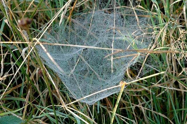 Pavouci (Araneae) 34 000 druhů, u nás 800 druhů velikost 0,5 mm do 90 mm. Tělo složeno z hlavohrudi a zadečku, připojen stopkou osm kráčivých končetin.