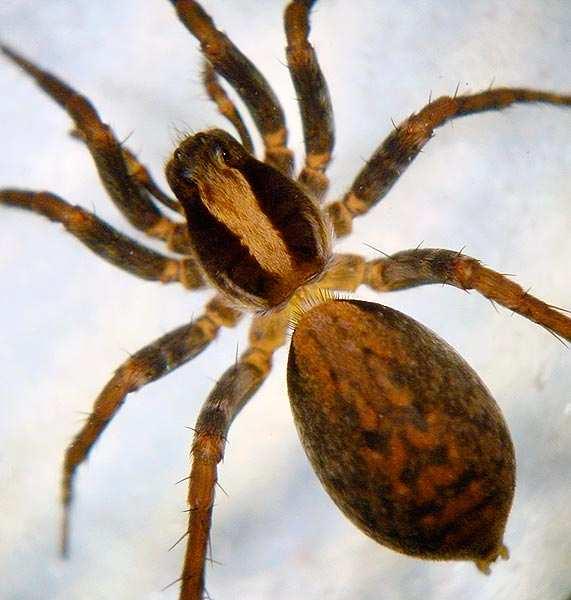 Lycosidae