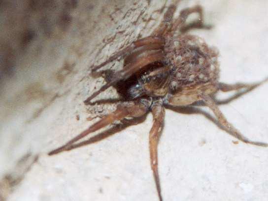 nemoralis