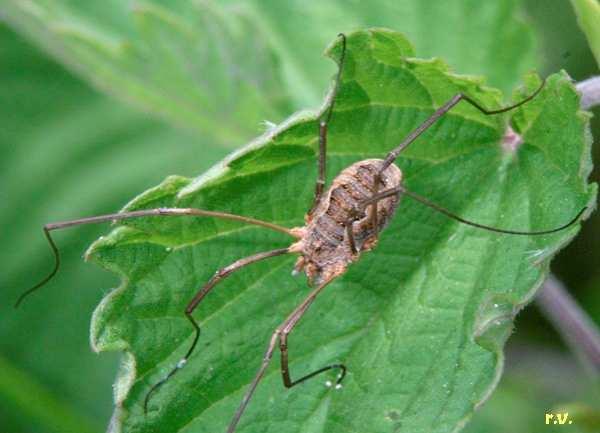 Opiliones Sekáči Velmi dlouhé ktáčivé nohy prosoma a opisthosomaspojeny, nemají jedové ani snovací žlázy.