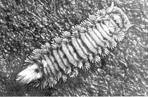 Polyxenus