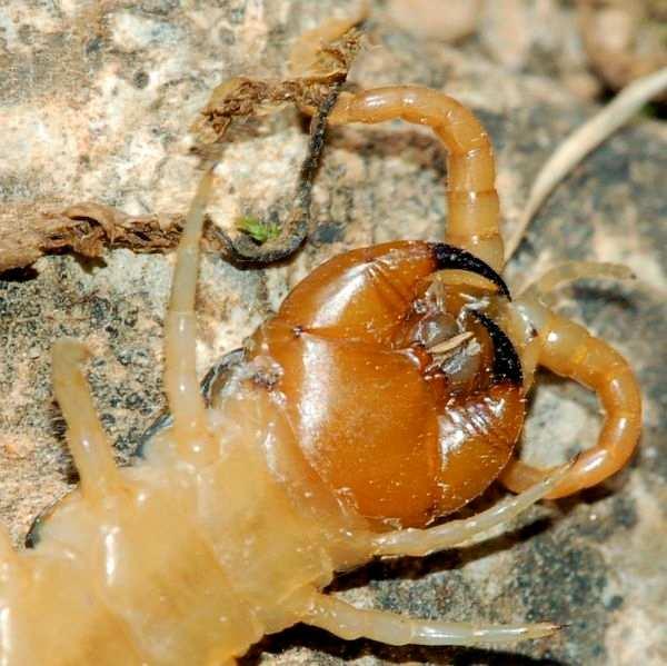 Chilopoda Stonožky Predátoři, mnohočlankové tělo (až 170 článků) na každém článku pár nohou.