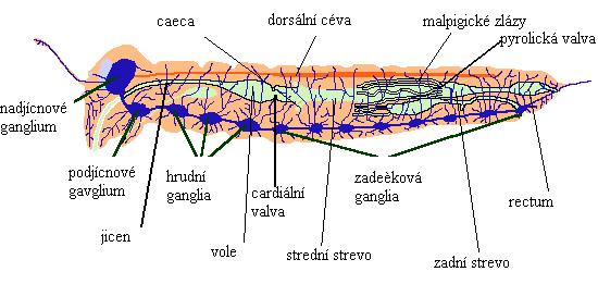 všech metazoí