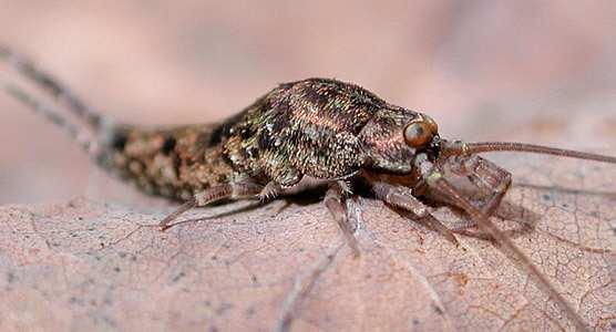 Archaeognatha Thysanura Složené oči