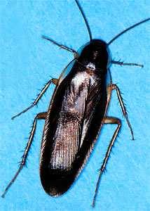 Dictyoptera (šváby a termiti)